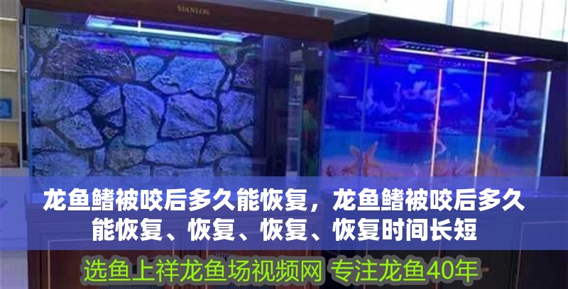 龍魚鰭被咬后多久能恢復，龍魚鰭被咬后多久能恢復、恢復、恢復、恢復時間長短 龍魚鰭被咬后多久能恢復，龍魚鰭被咬后多久能恢復、恢復、恢復、恢復時間長短 龍魚百科