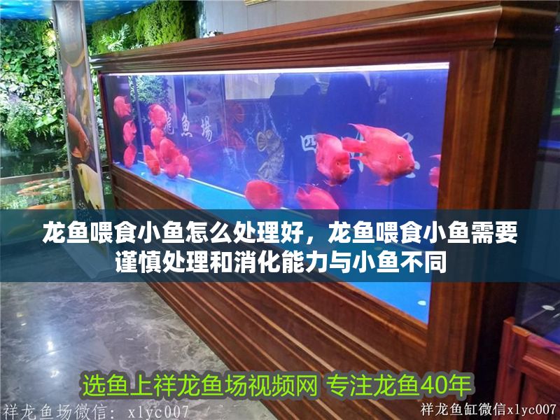 龍魚喂食小魚怎么處理好，龍魚喂食小魚需要謹慎處理和消化能力與小魚不同