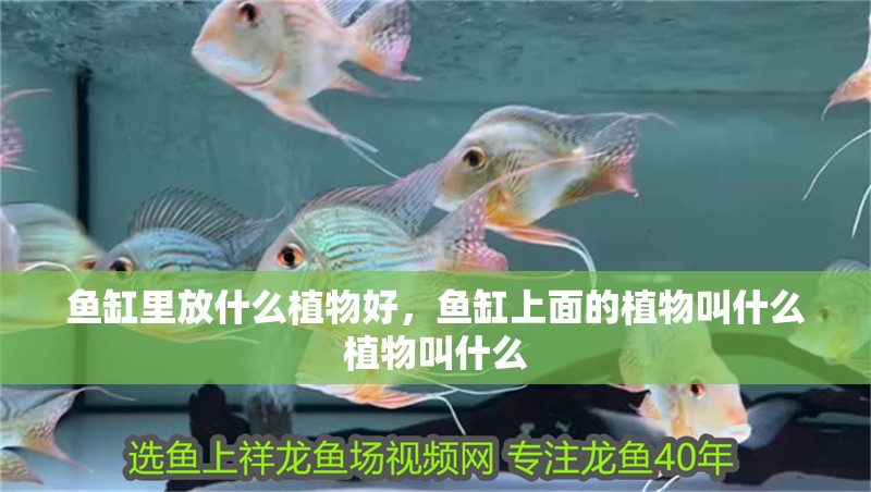魚缸里放什么植物好，魚缸上面的植物叫什么植物叫什么