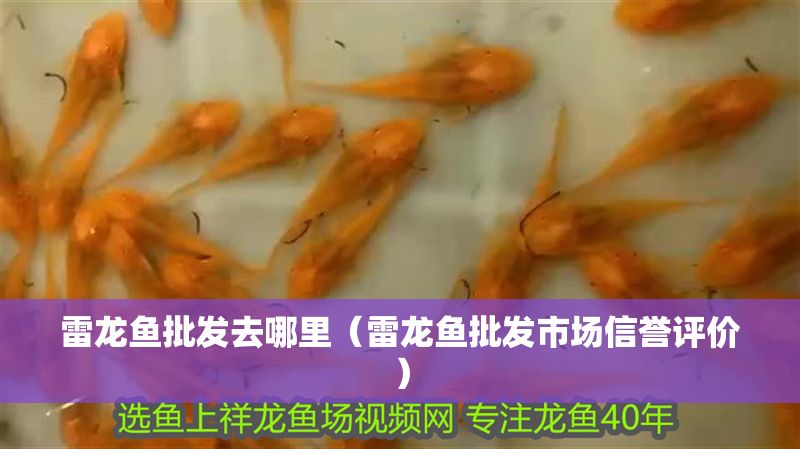 雷龍魚批發去哪里（雷龍魚批發市場信譽評價）
