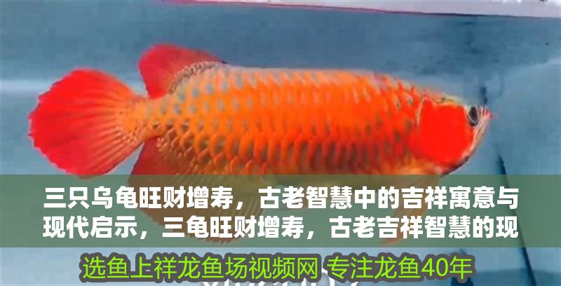 三只烏龜旺財(cái)增壽，古老智慧中的吉祥寓意與現(xiàn)代啟示，三龜旺財(cái)增壽，古老吉祥智慧的現(xiàn)代啟示