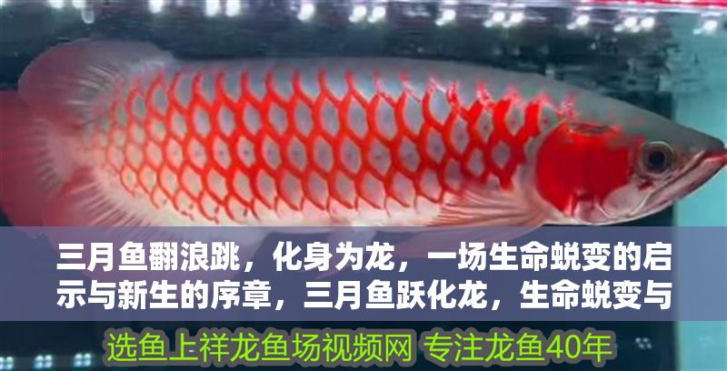 詳細閱讀:三月魚翻浪跳,化身為龍,一場生命蛻變的啟示與新生的序章,三月魚躍化龍,生命蛻變與新生啟示錄 三月魚翻浪跳,化身為龍,一場生命蛻變的啟示與新生的序章,三月魚躍化龍,生命蛻變與新生啟示錄