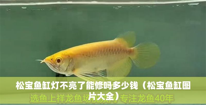 松寶魚缸燈不亮了能修嗎多少錢（松寶魚缸圖片大全）
