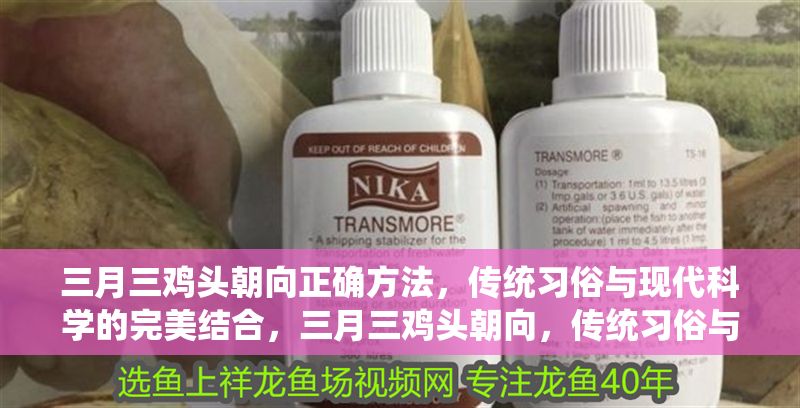 三月三雞頭朝向正確方法，傳統習俗與現代科學的完美結合，三月三雞頭朝向，傳統習俗與現代科學的智慧融合