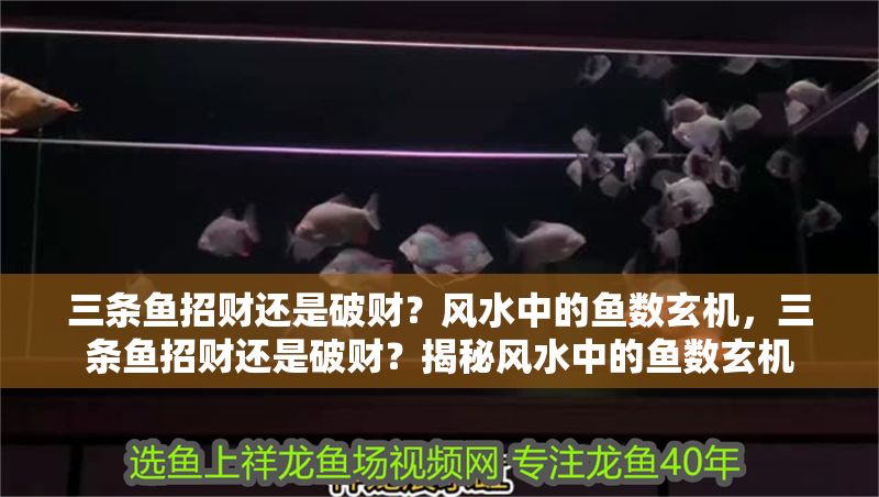 三條魚招財還是破財？風水中的魚數玄機，三條魚招財還是破財？揭秘風水中的魚數玄機