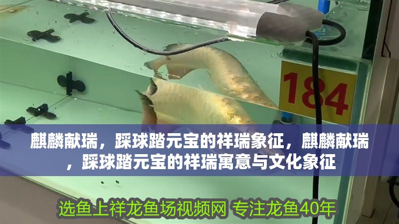 麒麟獻瑞，踩球踏元寶的祥瑞象征，麒麟獻瑞，踩球踏元寶的祥瑞寓意與文化象征 麒麟獻瑞，踩球踏元寶的祥瑞象征，麒麟獻瑞，踩球踏元寶的祥瑞寓意與文化象征 龍魚百科 第1張