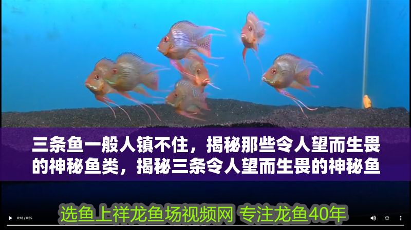 三條魚一般人鎮不住，揭秘那些令人望而生畏的神秘魚類，揭秘三條令人望而生畏的神秘魚類，一般人根本鎮不住！