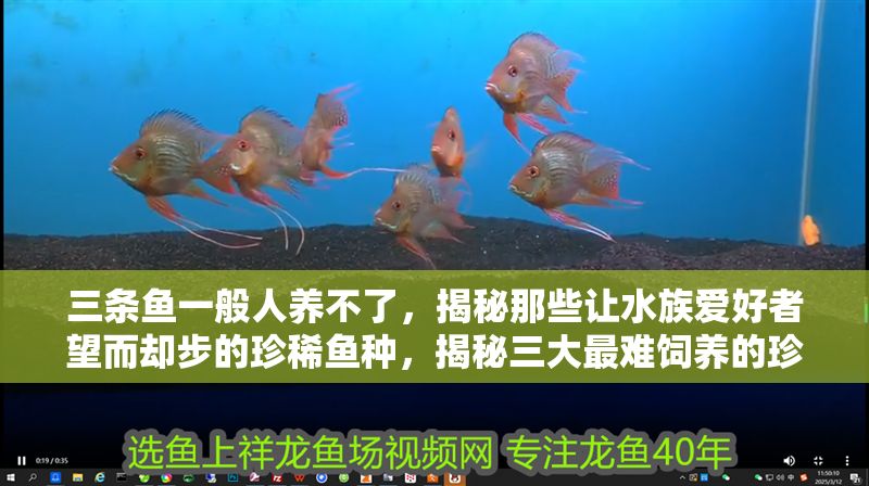 三條魚一般人養(yǎng)不了，揭秘那些讓水族愛好者望而卻步的珍稀魚種，揭秘三大最難飼養(yǎng)的珍稀觀賞魚，水族高手也犯愁！