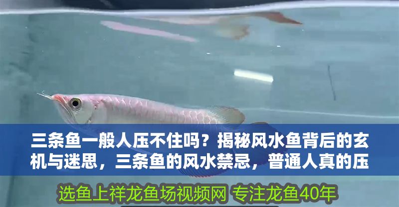 三條魚一般人壓不住嗎？揭秘風水魚背后的玄機與迷思，三條魚的風水禁忌，普通人真的壓不住嗎？ 三條魚一般人壓不住嗎？揭秘風水魚背后的玄機與迷思，三條魚的風水禁忌，普通人真的壓不住嗎？ 龍魚百科 第1張