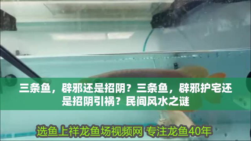 三條魚，辟邪還是招陰？三條魚，辟邪護宅還是招陰引禍？民間風水之謎