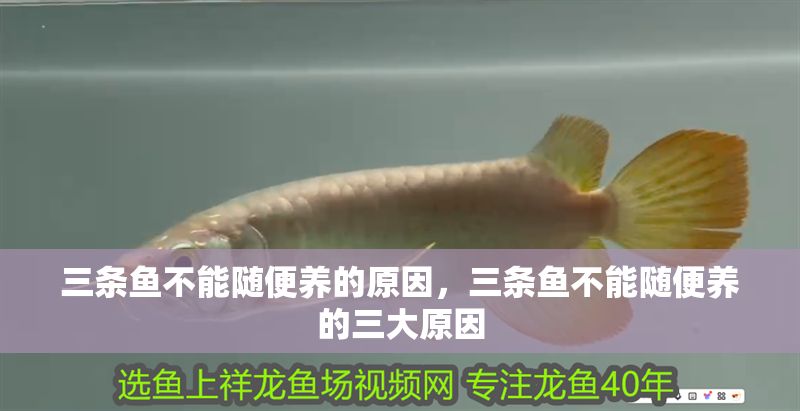 三條魚不能隨便養的原因，三條魚不能隨便養的三大原因