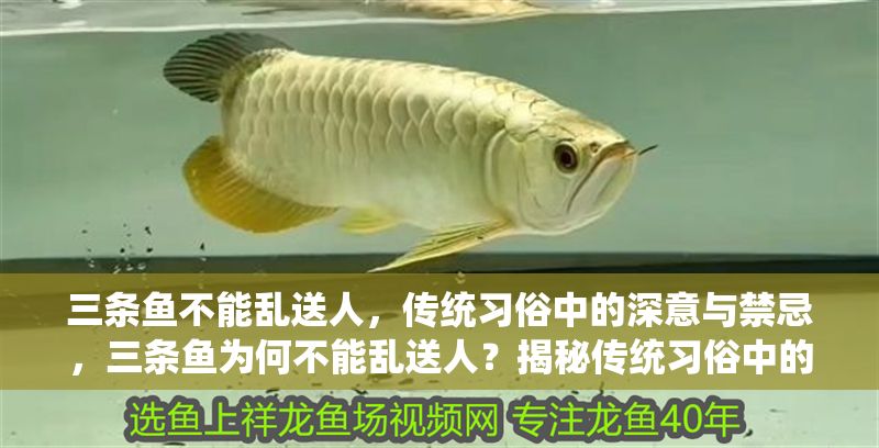 三條魚不能亂送人，傳統習俗中的深意與禁忌，三條魚為何不能亂送人？揭秘傳統習俗中的深意與禁忌