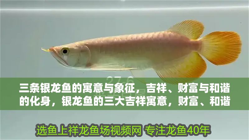三條銀龍魚的寓意與象征,吉祥、財(cái)富與和諧的化身,銀龍魚的三大吉祥寓意,財(cái)富、和諧與祥瑞的象征 龍魚百科 第1張 三條銀龍魚的寓意與象征,吉祥、財(cái)富與和諧的化身,銀龍魚的三大吉祥寓意,財(cái)富、和諧與祥瑞的象征 三條銀龍魚的寓意與象征,吉祥、財(cái)富與和諧的化身,銀龍魚的三大吉祥寓意,財(cái)富、和諧與祥瑞的象征 龍魚百科 第1張