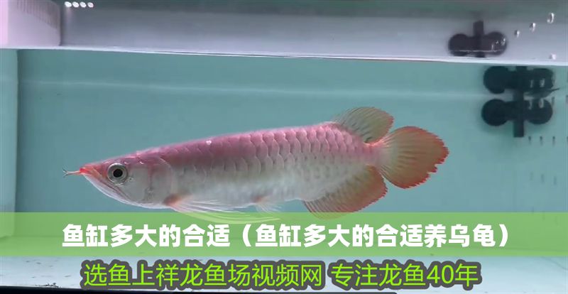 魚缸多大的合適（魚缸多大的合適養烏龜）