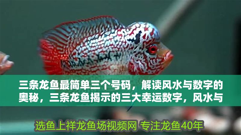 三條龍魚最簡單三個號碼，解讀風水與數字的奧秘，三條龍魚揭示的三大幸運數字，風水與數字的奧秘解析