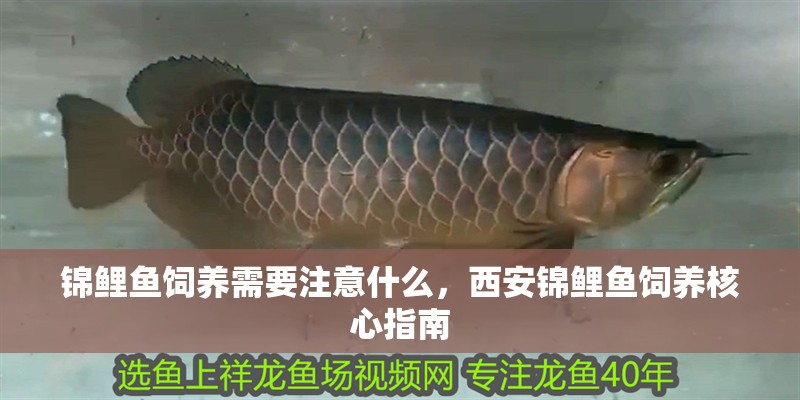 錦鯉魚飼養需要注意什么，西安錦鯉魚飼養核心指南