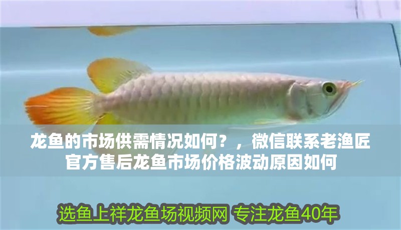 龍魚的市場供需情況如何？，微信聯系老漁匠官方售后龍魚市場價格波動原因如何