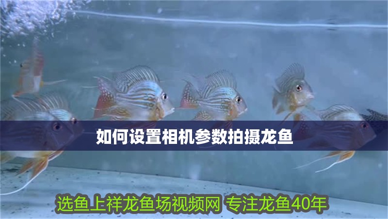 如何設置相機參數拍攝龍魚