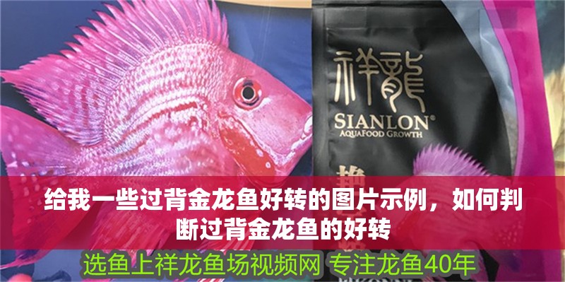 給我一些過背金龍魚好轉(zhuǎn)的圖片示例，如何判斷過背金龍魚的好轉(zhuǎn)