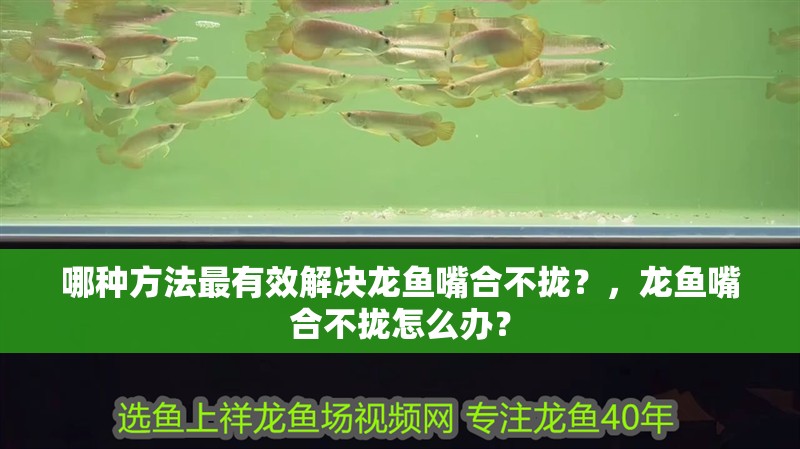 哪種方法最有效解決龍魚嘴合不攏？，龍魚嘴合不攏怎么辦？