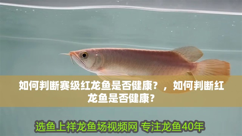 如何判斷賽級紅龍魚是否健康？，如何判斷紅龍魚是否健康？