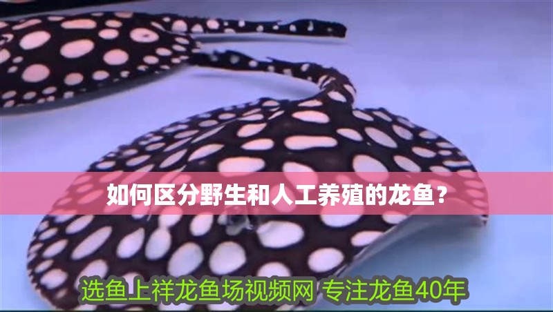 如何區(qū)分野生和人工養(yǎng)殖的龍魚？