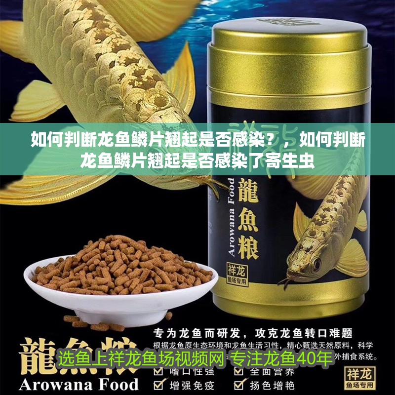如何判斷龍魚鱗片翹起是否感染？，如何判斷龍魚鱗片翹起是否感染了寄生蟲