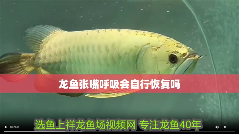 龍魚張嘴呼吸會(huì)自行恢復(fù)嗎
