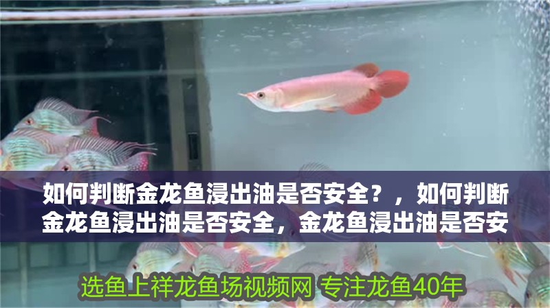 如何判斷金龍魚浸出油是否安全？，如何判斷金龍魚浸出油是否安全，金龍魚浸出油是否安全