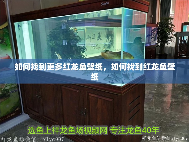 如何找到更多紅龍魚壁紙，如何找到紅龍魚壁紙