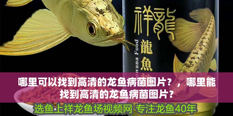 哪里可以找到高清的龍魚病菌圖片？，哪里能找到高清的龍魚病菌圖片？