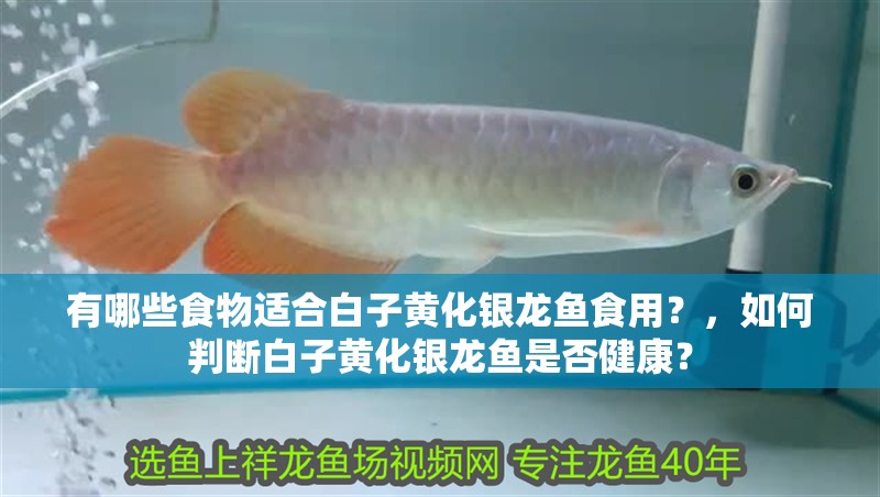 有哪些食物適合白子黃化銀龍魚食用？，如何判斷白子黃化銀龍魚是否健康？