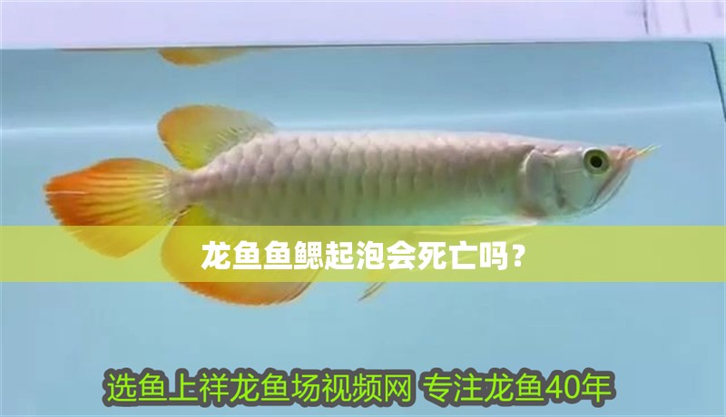 龍魚魚鰓起泡會死亡嗎？