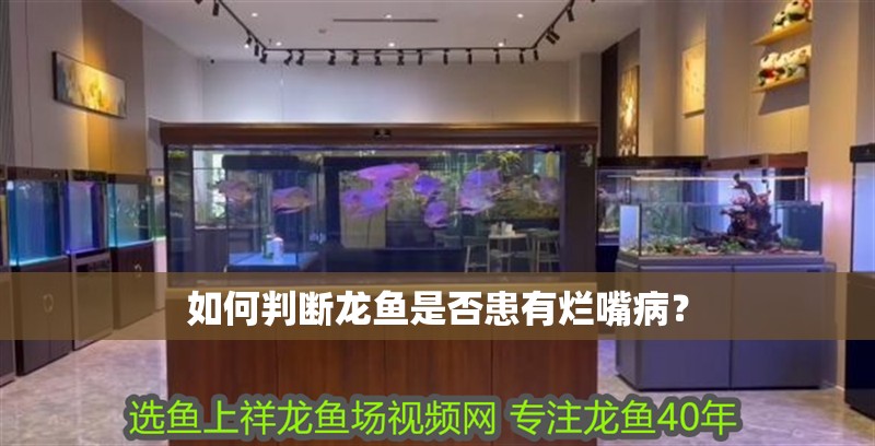 如何判斷龍魚是否患有爛嘴病？