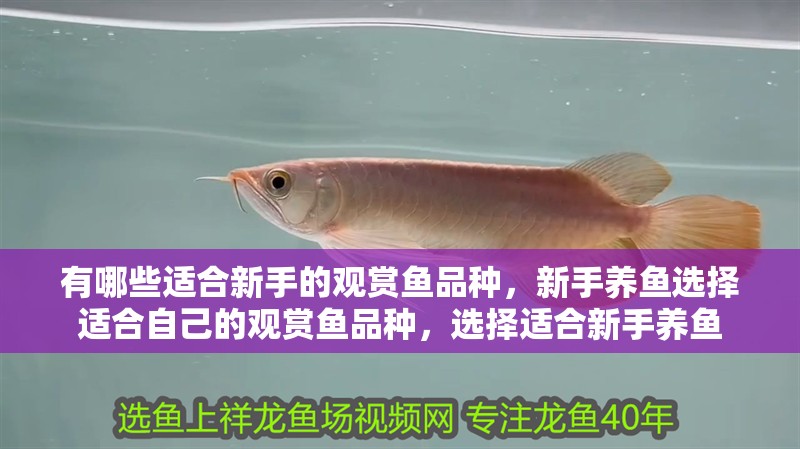 有哪些適合新手的觀賞魚品種，新手養魚選擇適合自己的觀賞魚品種，選擇適合新手養魚