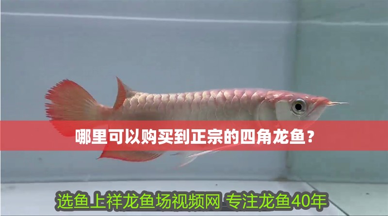 哪里可以購買到正宗的四角龍魚？