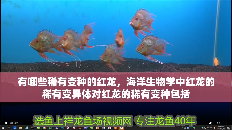 有哪些稀有變種的紅龍，海洋生物學中紅龍的稀有變異體對紅龍的稀有變種包括