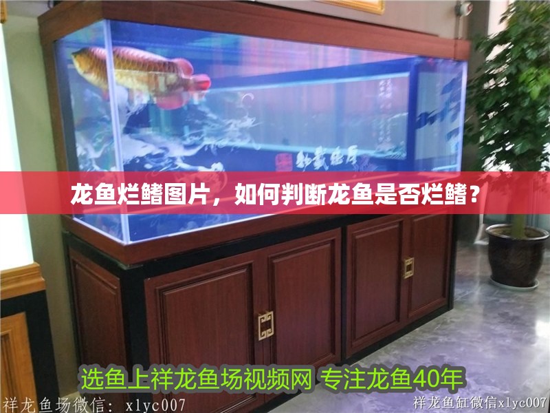 龍魚爛鰭圖片，如何判斷龍魚是否爛鰭？