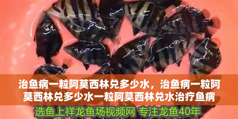 治魚病一粒阿莫西林兌多少水，治魚病一粒阿莫西林兌多少水一粒阿莫西林兌水治療魚病