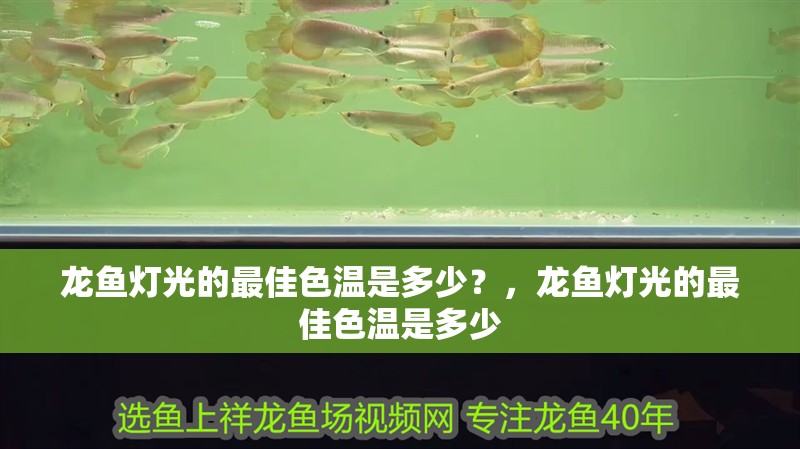 龍魚燈光的最佳色溫是多少？，龍魚燈光的最佳色溫是多少