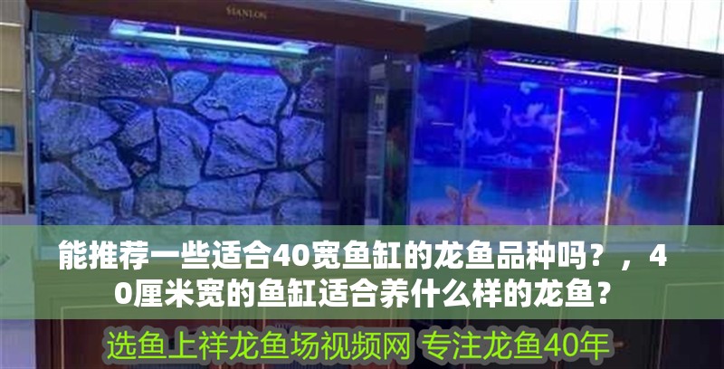 能推薦一些適合40寬魚缸的龍魚品種嗎？，40厘米寬的魚缸適合養什么樣的龍魚？