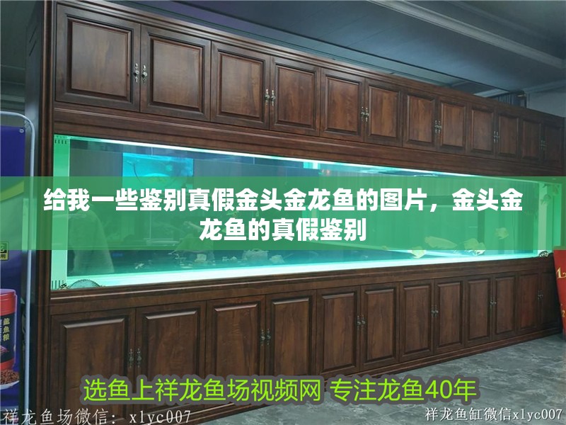 給我一些鑒別真假金頭金龍魚的圖片，金頭金龍魚的真假鑒別