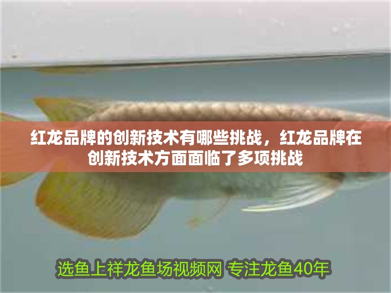 紅龍品牌的創新技術有哪些挑戰，紅龍品牌在創新技術方面面臨了多項挑戰