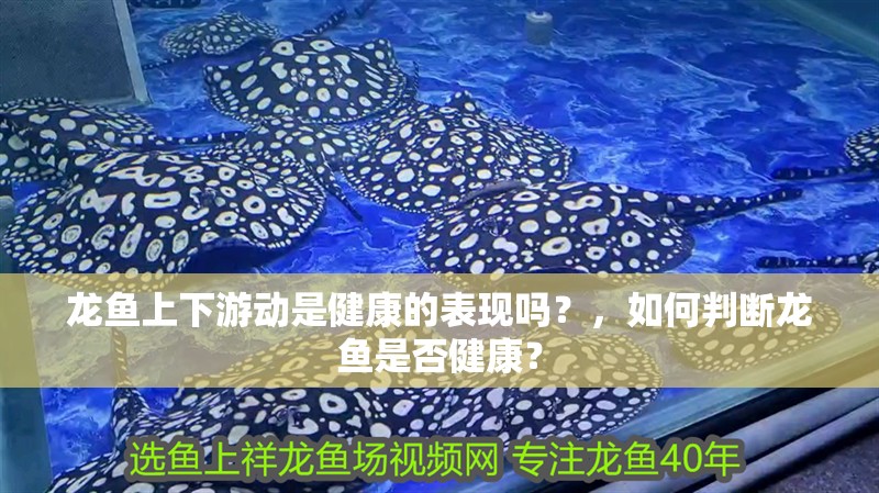 龍魚上下游動是健康的表現(xiàn)嗎？，如何判斷龍魚是否健康？