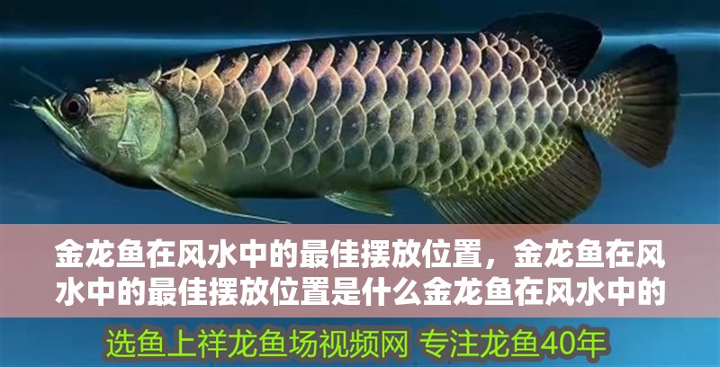 金龍魚在風水中的最佳擺放位置，金龍魚在風水中的最佳擺放位置是什么金龍魚在風水中的最佳擺放位置