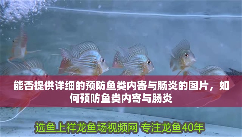 能否提供詳細的預防魚類內寄與腸炎的圖片，如何預防魚類內寄與腸炎