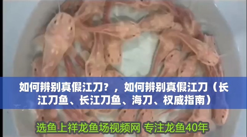 如何辨別真假江刀？，如何辨別真假江刀（長(zhǎng)江刀魚(yú)、長(zhǎng)江刀魚(yú)、海刀、權(quán)威指南）
