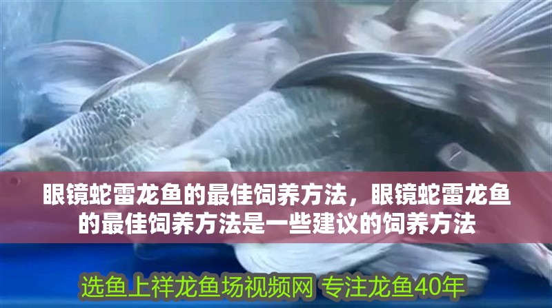 眼鏡蛇雷龍魚的最佳飼養方法，眼鏡蛇雷龍魚的最佳飼養方法是一些建議的飼養方法