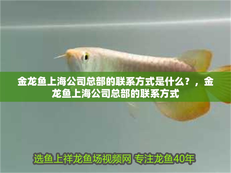 金龍魚上海公司總部的聯(lián)系方式是什么？，金龍魚上海公司總部的聯(lián)系方式