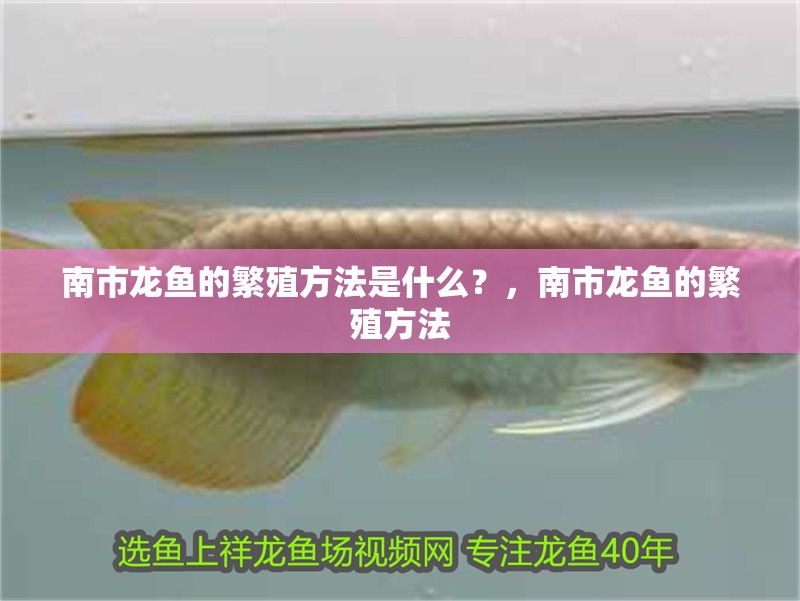 南市龍魚(yú)的繁殖方法是什么？，南市龍魚(yú)的繁殖方法